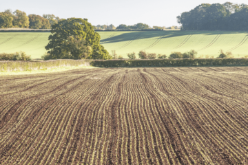 farmlands