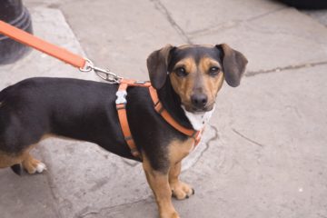 dog orders Gillingham