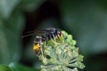Asian hornet